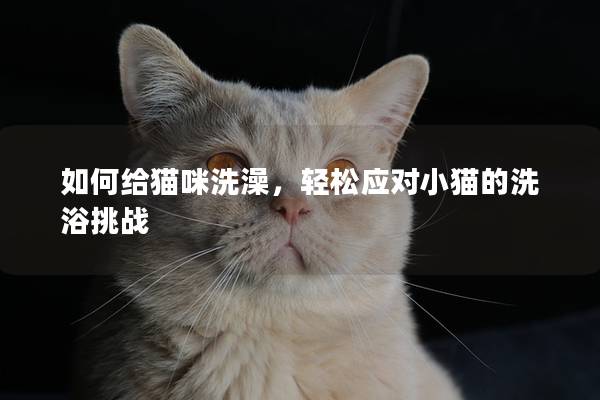 如何给猫咪洗澡，轻松应对小猫的洗浴挑战