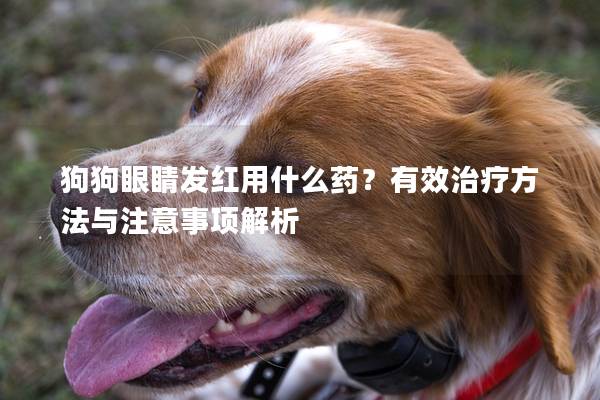 狗狗眼睛发红用什么药？有效治疗方法与注意事项解析