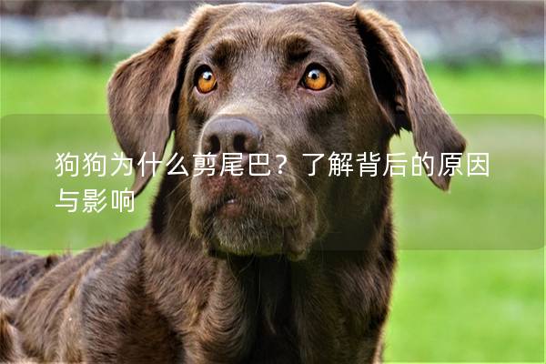 狗狗为什么剪尾巴？了解背后的原因与影响