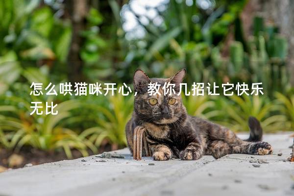 怎么哄猫咪开心，教你几招让它快乐无比