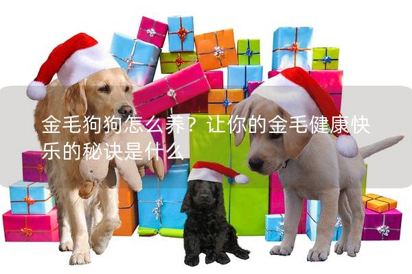 金毛狗狗怎么养？让你的金毛健康快乐的秘诀是什么