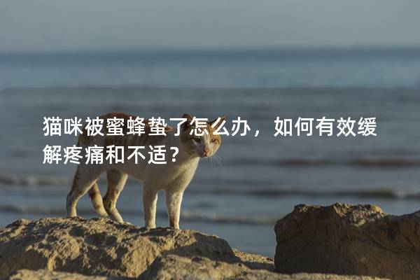 猫咪被蜜蜂蛰了怎么办，如何有效缓解疼痛和不适？
