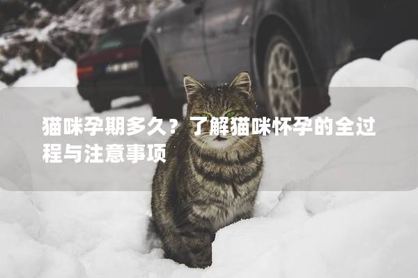猫咪孕期多久？了解猫咪怀孕的全过程与注意事项