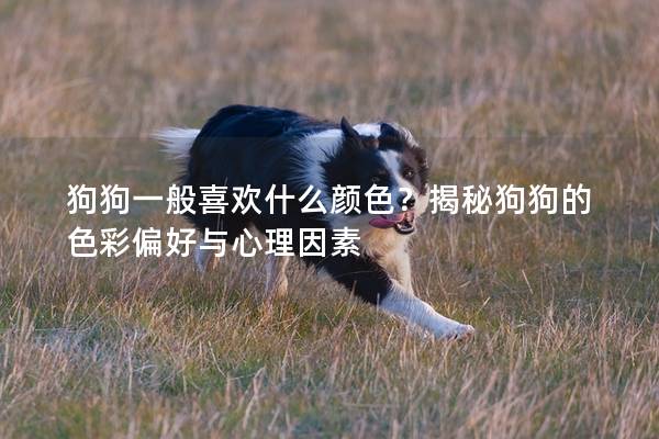 狗狗一般喜欢什么颜色？揭秘狗狗的色彩偏好与心理因素