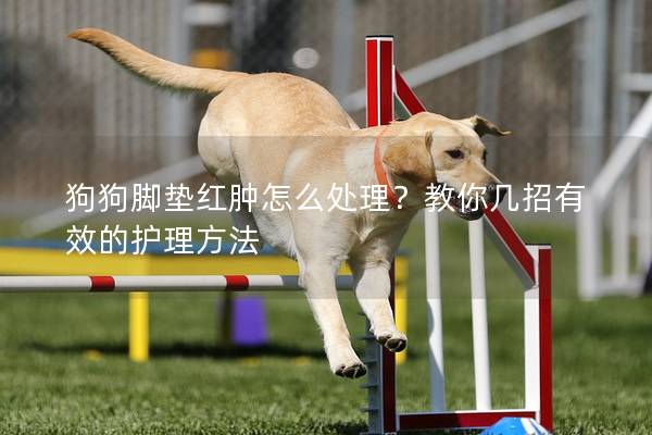 狗狗脚垫红肿怎么处理？教你几招有效的护理方法