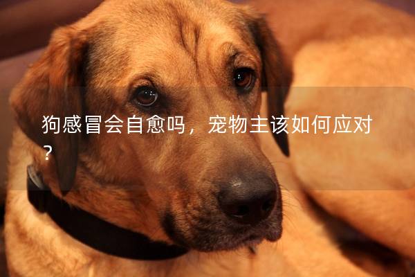 狗感冒会自愈吗，宠物主该如何应对？