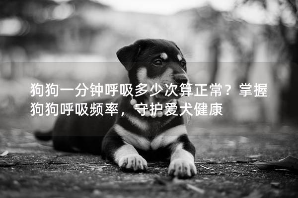 狗狗一分钟呼吸多少次算正常？掌握狗狗呼吸频率，守护爱犬健康