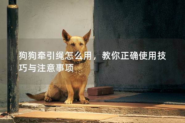 狗狗牵引绳怎么用，教你正确使用技巧与注意事项