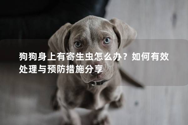 狗狗身上有寄生虫怎么办？如何有效处理与预防措施分享