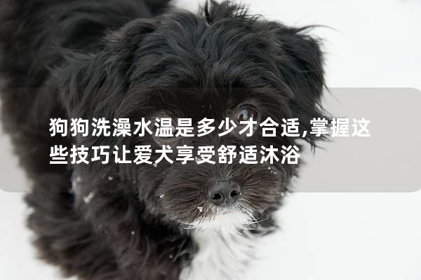 狗狗洗澡水温是多少才合适,掌握这些技巧让爱犬享受舒适沐浴