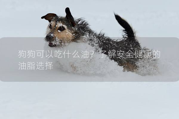 狗狗可以吃什么油？了解安全健康的油脂选择