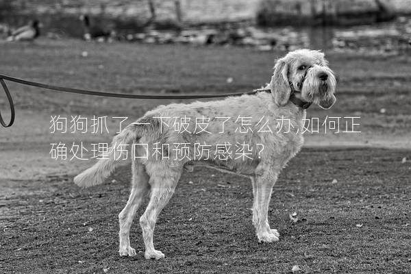 狗狗抓了一下破皮了怎么办,如何正确处理伤口和预防感染？