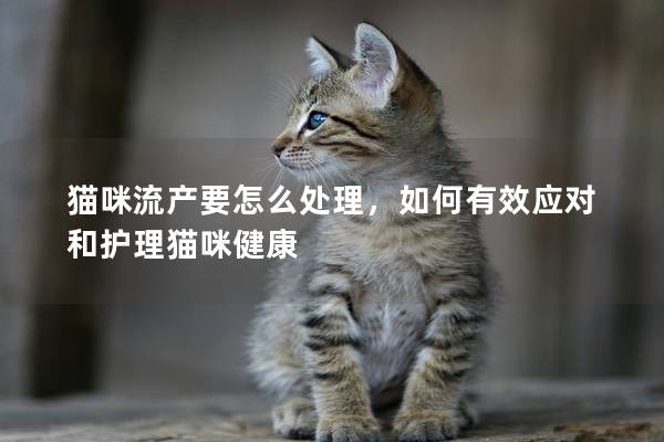 猫咪流产要怎么处理，如何有效应对和护理猫咪健康