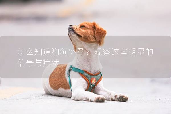 怎么知道狗狗怀孕？观察这些明显的信号与症状