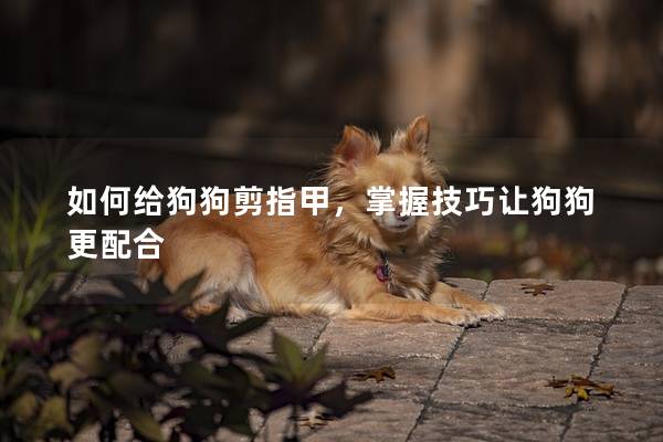 如何给狗狗剪指甲，掌握技巧让狗狗更配合