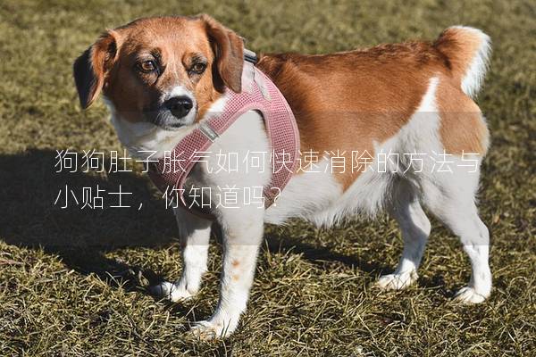 狗狗肚子胀气如何快速消除的方法与小贴士，你知道吗？