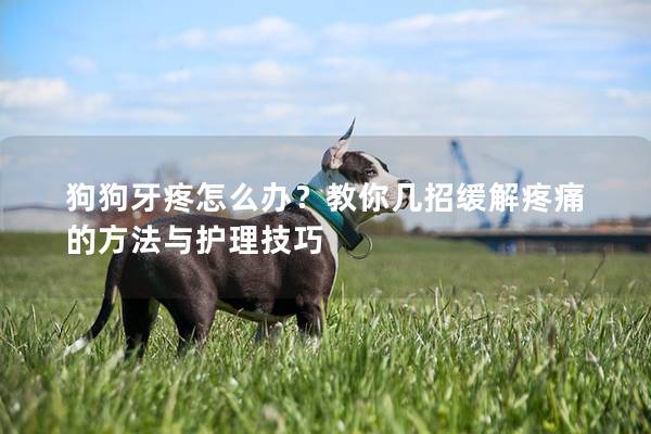 狗狗牙疼怎么办？教你几招缓解疼痛的方法与护理技巧