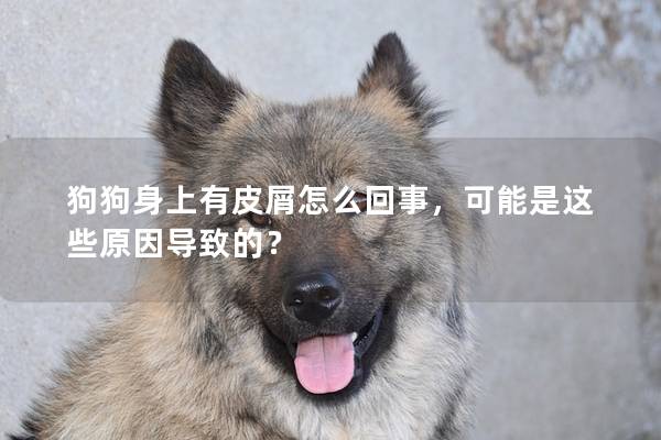 狗狗身上有皮屑怎么回事，可能是这些原因导致的？