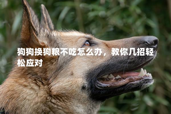 狗狗换狗粮不吃怎么办，教你几招轻松应对