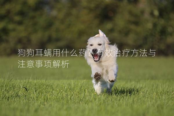 狗狗耳螨用什么药？有效治疗方法与注意事项解析