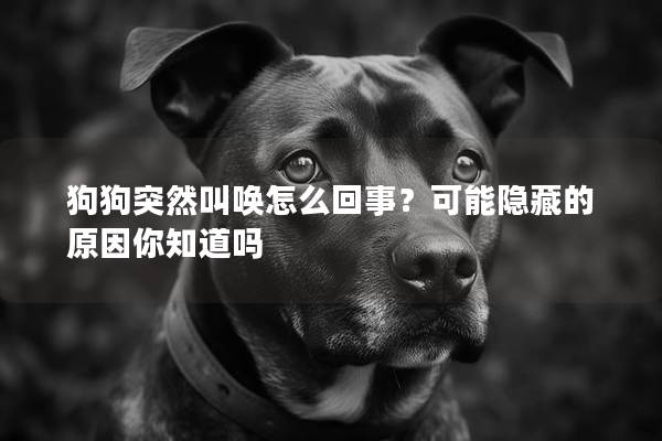 狗狗突然叫唤怎么回事？可能隐藏的原因你知道吗