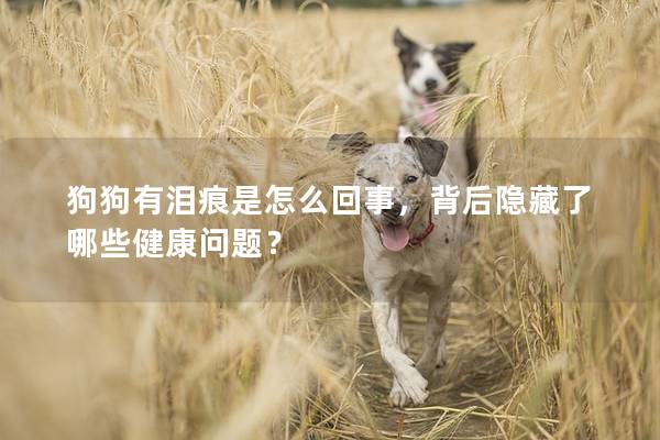 狗狗有泪痕是怎么回事，背后隐藏了哪些健康问题？