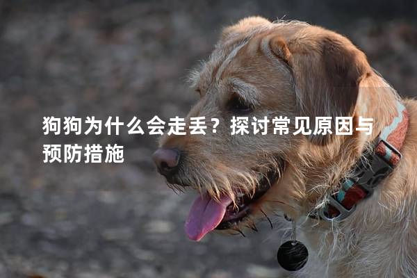 狗狗为什么会走丢？探讨常见原因与预防措施