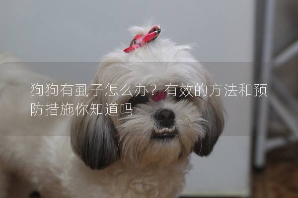狗狗有虱子怎么办？有效的方法和预防措施你知道吗