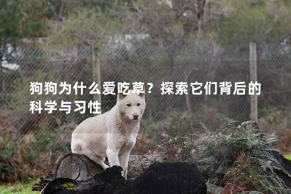 狗狗为什么爱吃草？探索它们背后的科学与习性