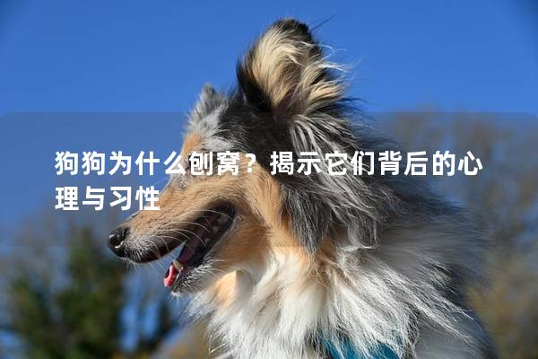 狗狗为什么刨窝？揭示它们背后的心理与习性