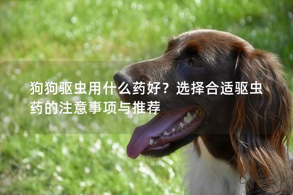 狗狗驱虫用什么药好？选择合适驱虫药的注意事项与推荐