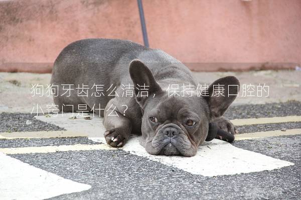 狗狗牙齿怎么清洁，保持健康口腔的小窍门是什么？