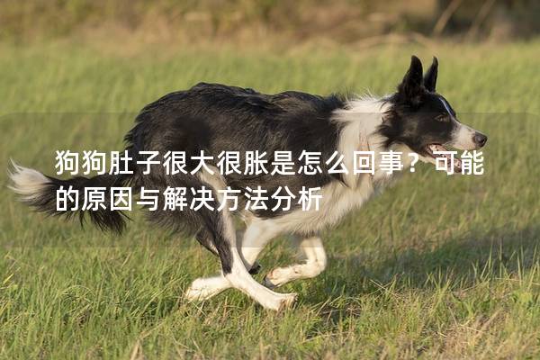 狗狗肚子很大很胀是怎么回事？可能的原因与解决方法分析