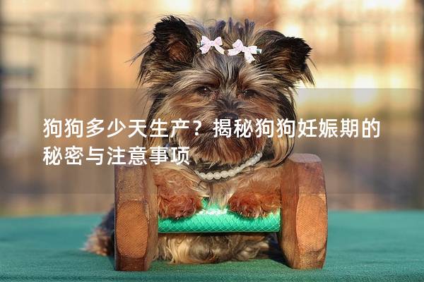 狗狗多少天生产？揭秘狗狗妊娠期的秘密与注意事项
