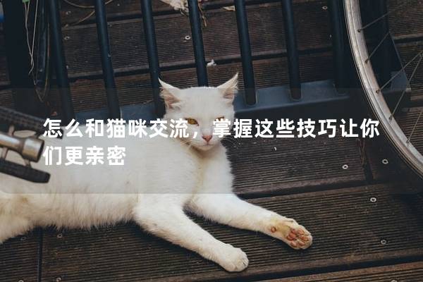 怎么和猫咪交流，掌握这些技巧让你们更亲密