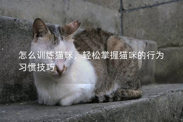 怎么训练猫咪，轻松掌握猫咪的行为习惯技巧