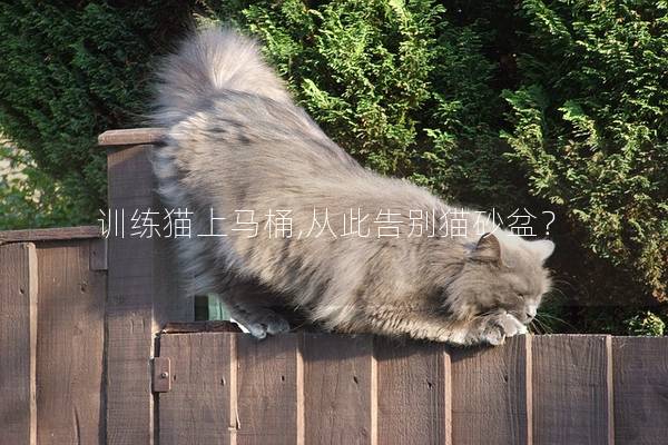 训练猫上马桶,从此告别猫砂盆？