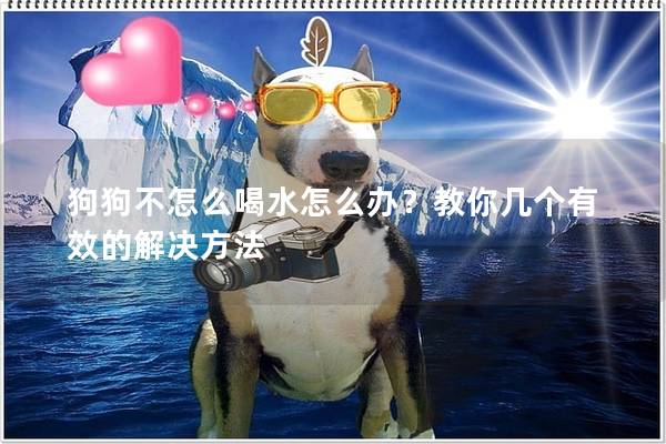 狗狗不怎么喝水怎么办？教你几个有效的解决方法