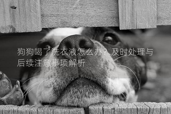 狗狗喝了洗衣液怎么办？及时处理与后续注意事项解析