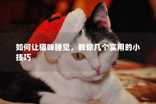 如何让猫咪睡觉，教你几个实用的小技巧