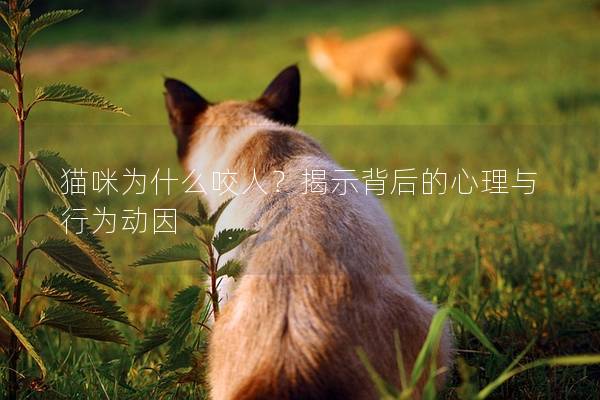 猫咪为什么咬人？揭示背后的心理与行为动因