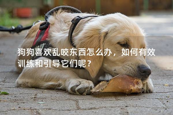 狗狗喜欢乱咬东西怎么办，如何有效训练和引导它们呢？