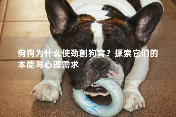 狗狗为什么使劲刨狗窝？探索它们的本能与心理需求