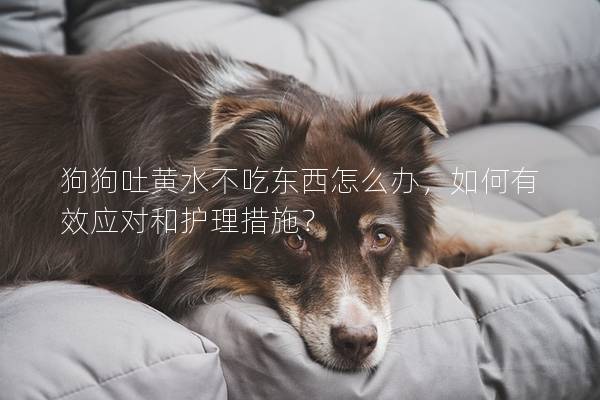 狗狗吐黄水不吃东西怎么办，如何有效应对和护理措施？