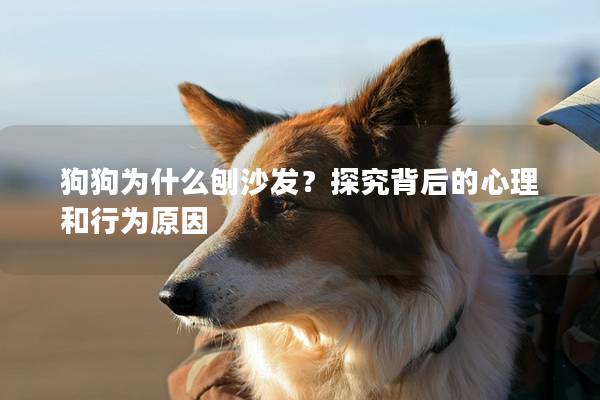 狗狗为什么刨沙发？探究背后的心理和行为原因