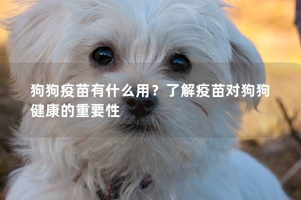 狗狗疫苗有什么用？了解疫苗对狗狗健康的重要性