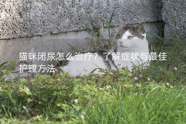 猫咪闭尿怎么治疗？了解症状与最佳护理方法