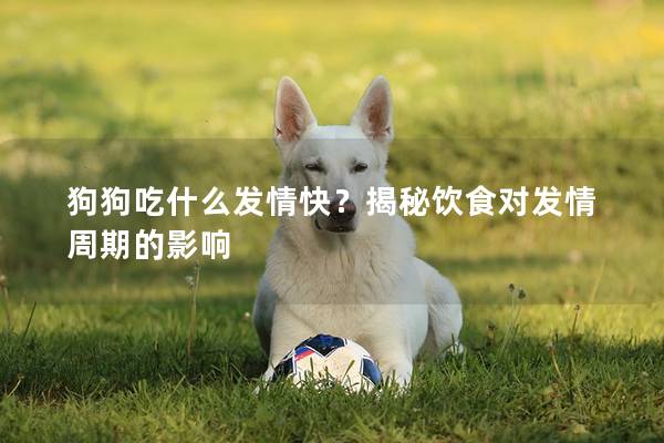 狗狗吃什么发情快？揭秘饮食对发情周期的影响