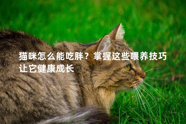 猫咪怎么能吃胖？掌握这些喂养技巧让它健康成长