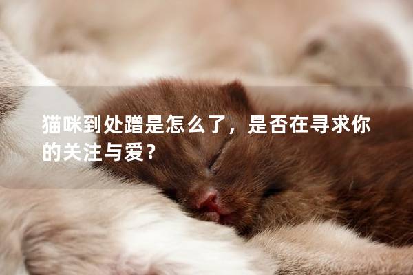 猫咪到处蹭是怎么了，是否在寻求你的关注与爱？